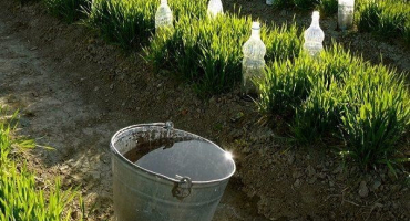 Jak krmit divizna, koňský a králičí hnůj okurky